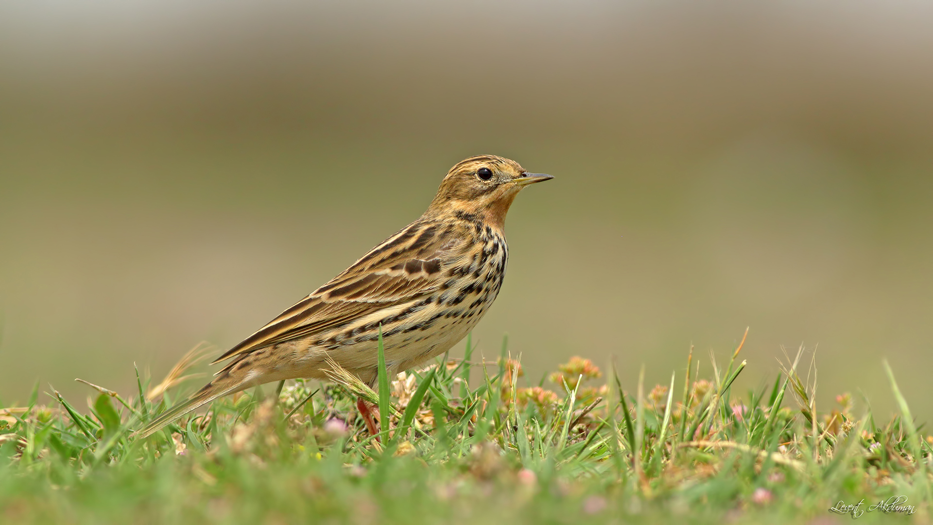 Red-throated Pipit